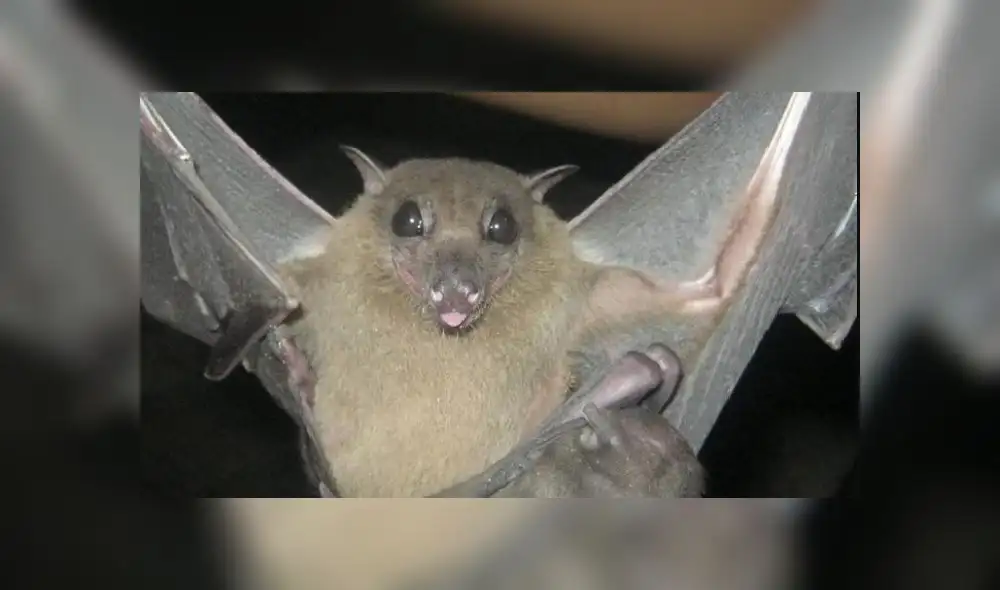 Los murciélagos y otros animales son portadores de coronavirus. Foto: Europa Press