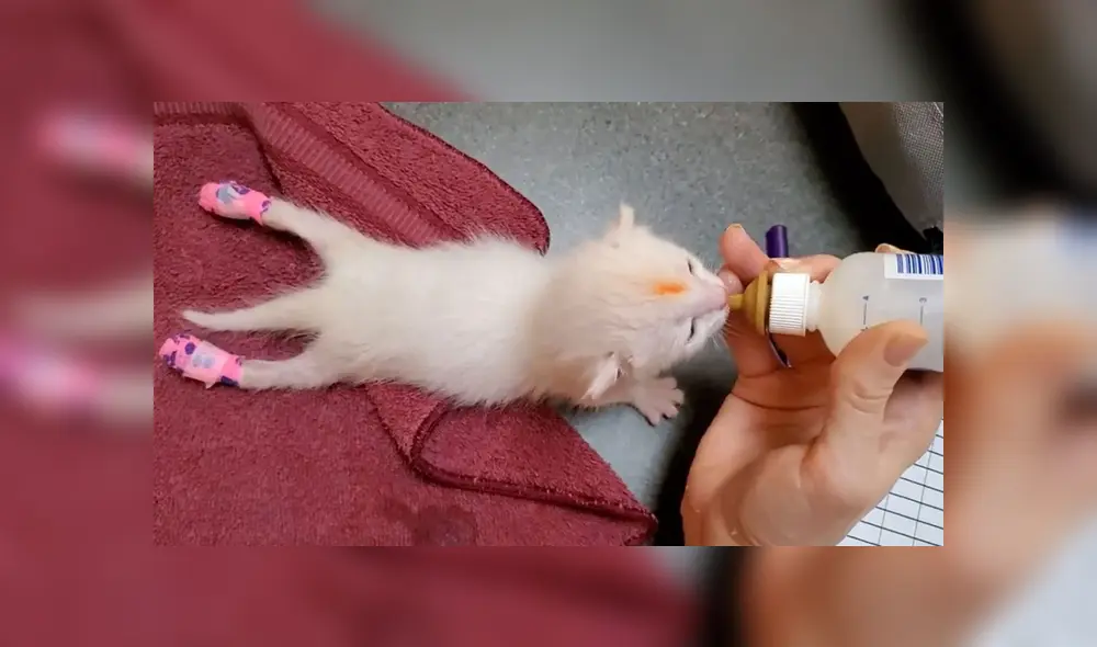 El pequeño gato no podía usar bien su patas traseras, por lo que tuvieron que crear unas férulas para ayudarlo. Foto: Arizona Humane Society