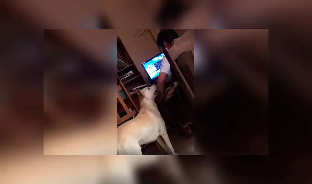 Desliza las imágenes hacia la izquierda para conocer el duro comportamiento de un perro para vigilar a su dueño.