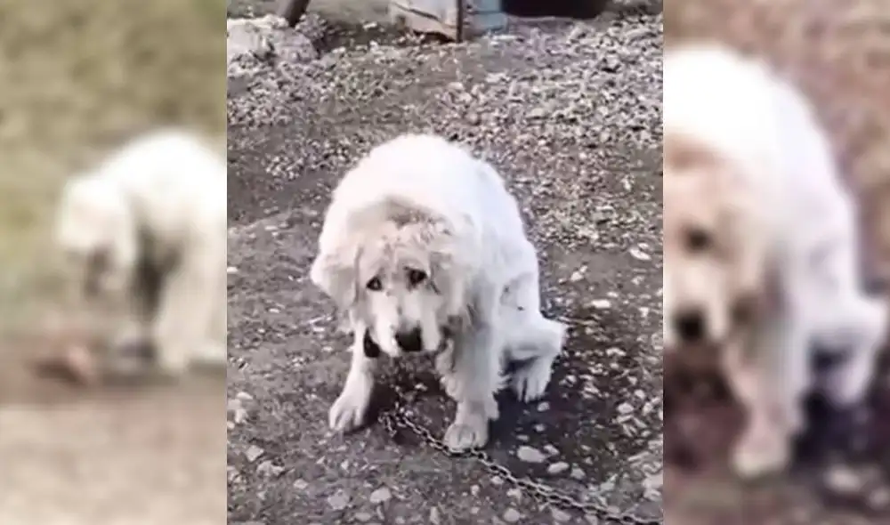 Las imágenes de Athena han conmocionado a miles de usuarios. Foto: YouTube/Captura/Paws 4 Hope