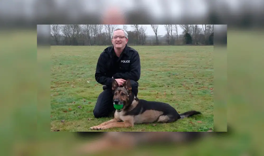 Ley Finn: Maltrato a perros y caballos de servicio policial será sancionado