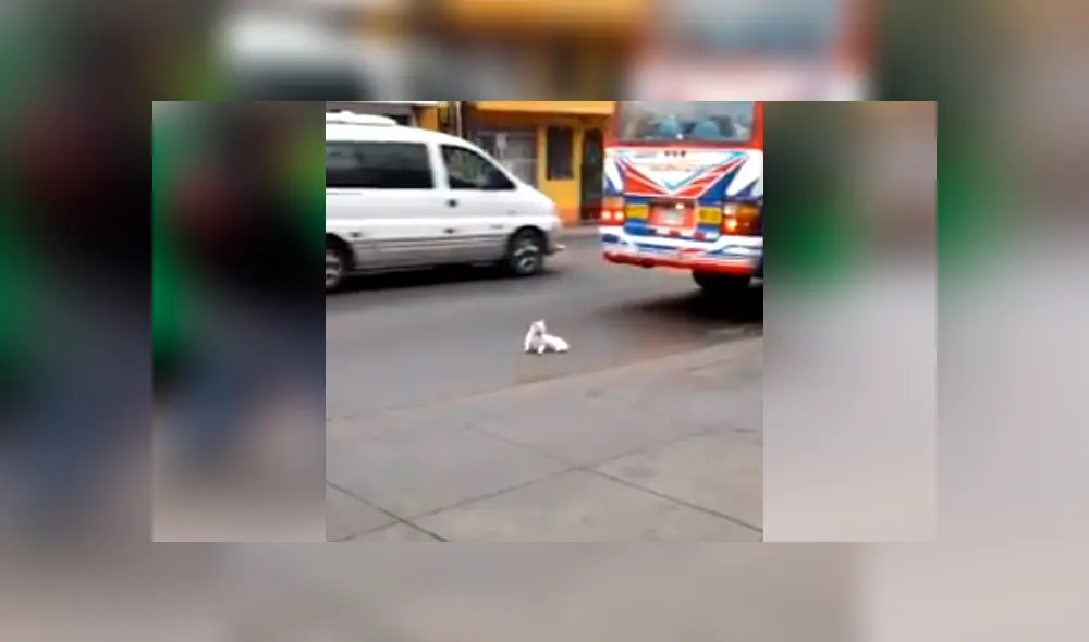 El video viral de Facebook muestra el momento en que un gato intenta suicidarse tras colocase frente a llanta de bus en Huachipa. El video viral de Facebook muestra el momento en que un gato intenta suicidarse tras colocase frente a llanta de bus en Huachipa.