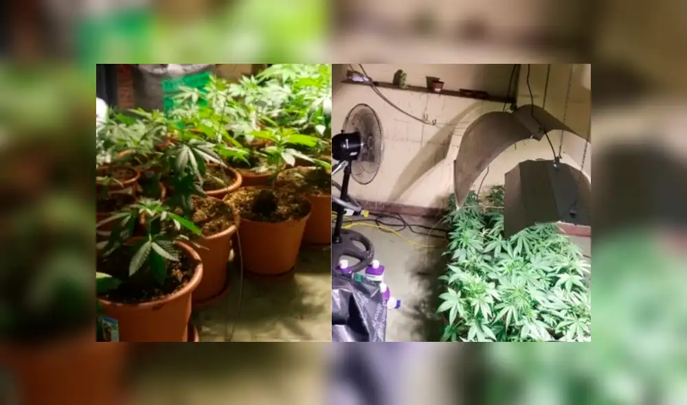 Callao: PNP halló invernadero con plantaciones de marihuana en una casa Callao: PNP halló invernadero con plantaciones de marihuana en una casa