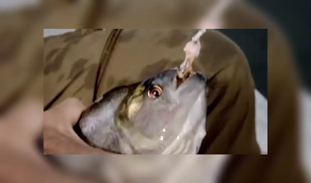 Pescador ingresa a peligrosa playa de Brasil para atrapar a peligrosa criatura marina que atacó a bañistas. Pescador ingresa a peligrosa playa de Brasil para atrapar a peligrosa criatura marina que atacó a bañistas.