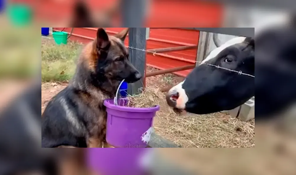 La dueña del can indicó que no es la primera vez que su mascota tiene esa peculiar conducta.  Video es viral en YouTube.