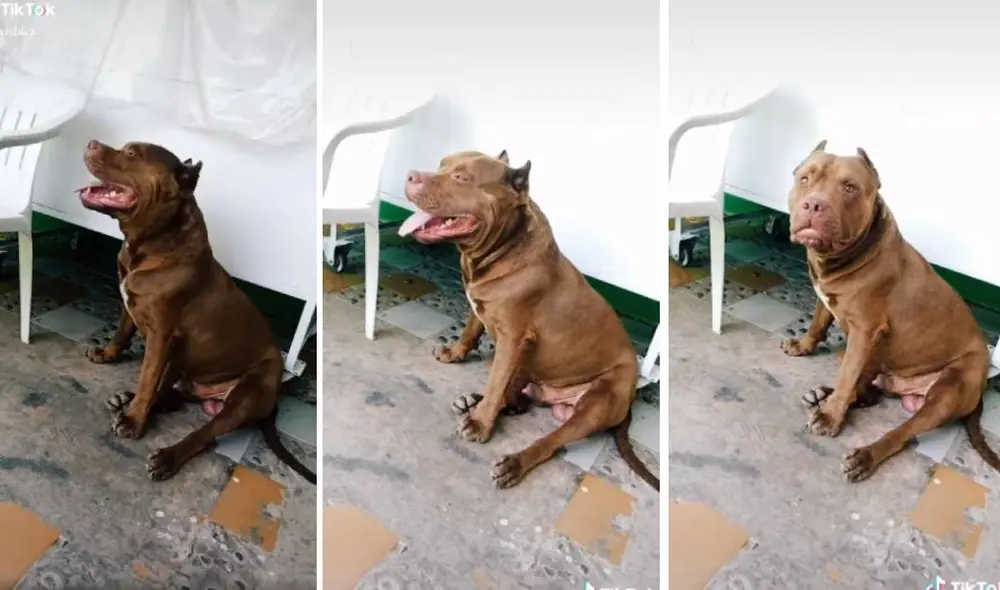 Desliza para ver la reacción del perro en el video viral de Facebook. Foto: Captura/@djausbick