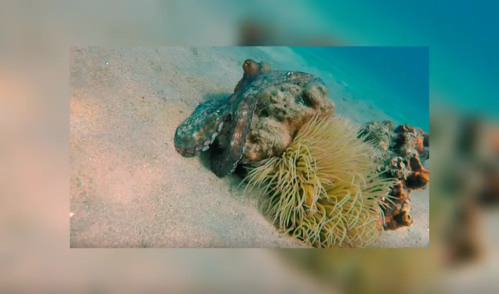 YouTube viral: Buzo queda aterrado al descubrir una misteriosa criatura marina que parece una roca [VIDEO]