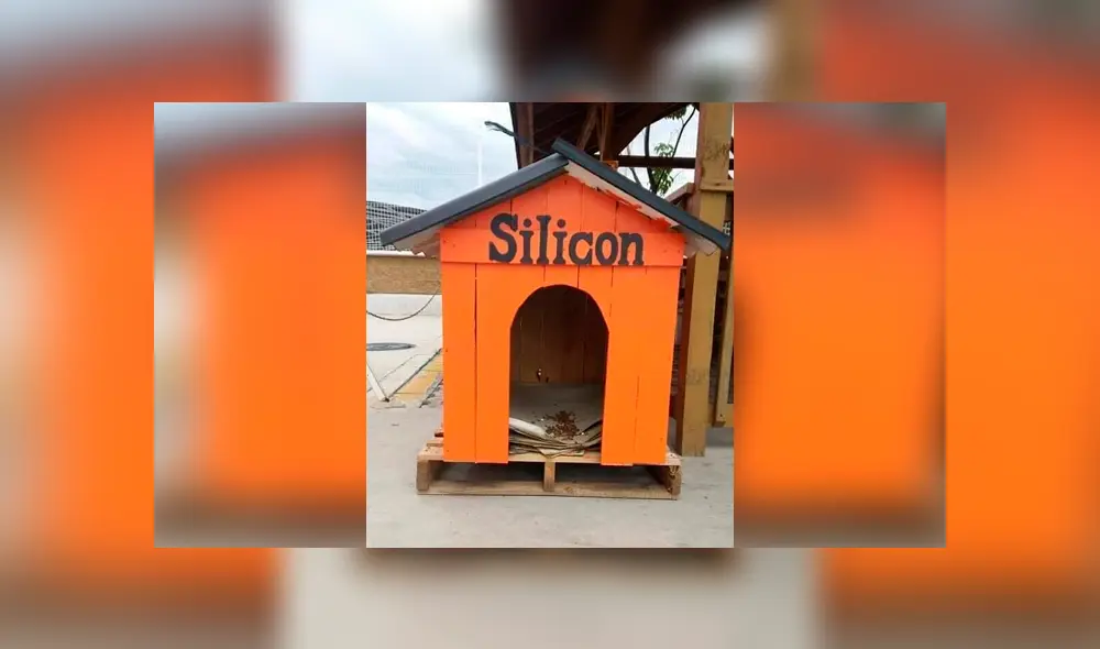 Desliza las imágenes hacia la izquierda para conocer la tierna historia de un perro bautizado como Silicon. Foto: Elemental Oaxaca. Desliza las imágenes hacia la izquierda para conocer la tierna historia de un perro bautizado como Silicon. Foto: Elemental Oaxaca.