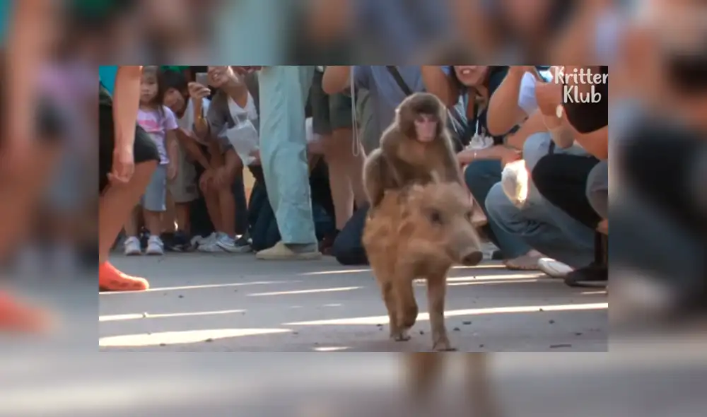 YouTube viral: miles lloran al conocer la historia del jabalí que adoptó a mono bebé YouTube viral: miles lloran al conocer la historia del jabalí que adoptó a mono bebé