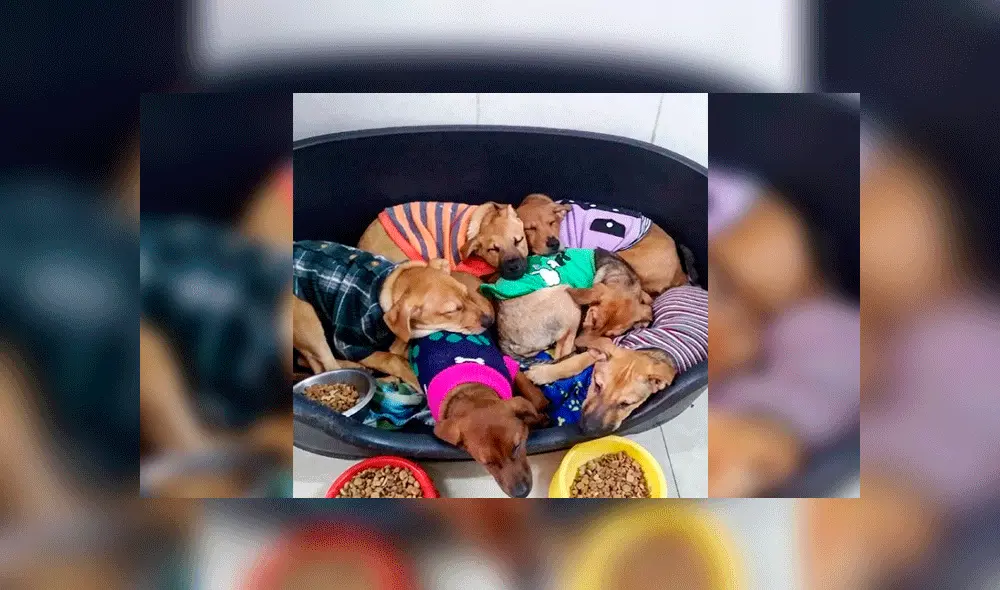 Perritos en adopción: Cachorros buscan un hogar. Foto: Instagram / Sandra Rodríguez