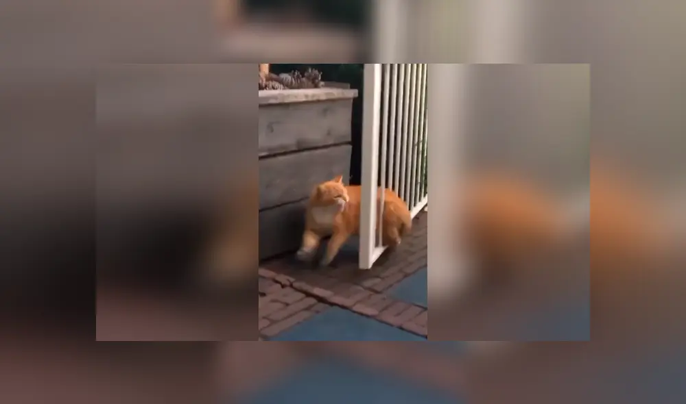 Desliza las imágenes para observar la curiosa escena que protagonizó un gato al intentar evitar que descubran su travesura. Fotocaptura: Facebook.
