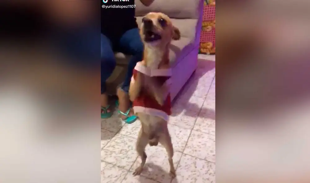 Desliza las imágenes para ver la singular ‘coreografía’ que hizo este can en plena celebración navideña en su hogar. Foto: captura de TikTok/@yuridialopez1107