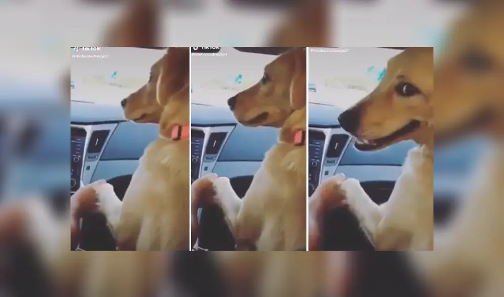 Desliza las imágenes para ver más detalles del curioso comportamiento de este cariñoso perro. (Foto: captura / TikTok)