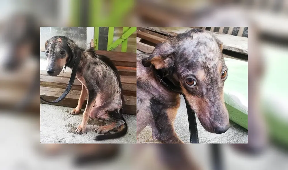 Desliza para ver el aspecto actual de este perro que se volvió 'famoso' en Facebook. Foto: Captura. Desliza para ver el aspecto actual de este perro que se volvió 'famoso' en Facebook. Foto: Captura.