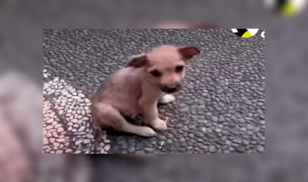 En Facebook, una joven rescató a un cachorro hambriento que clamaba ayuda en las calles de Bali. En Facebook, una joven rescató a un cachorro hambriento que clamaba ayuda en las calles de Bali.