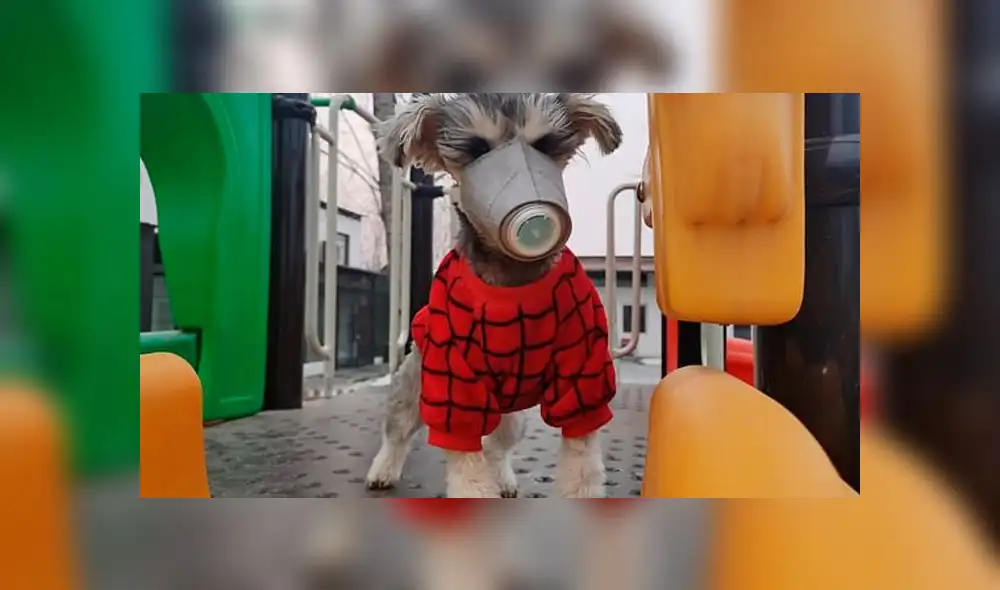China: colocan mascarillas a perros para protegerlos del coronavirus [FOTOS]