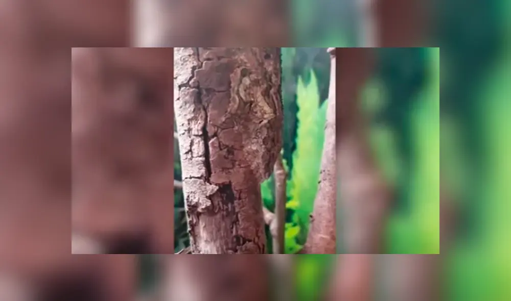 En YouTube, un diminuto reptil se camufló en una delgada rama para pasar desapercibido ante un joven. En YouTube, un diminuto reptil se camufló en una delgada rama para pasar desapercibido ante un joven.
