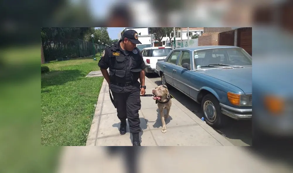 La mascota fue adoptada por la comuna.