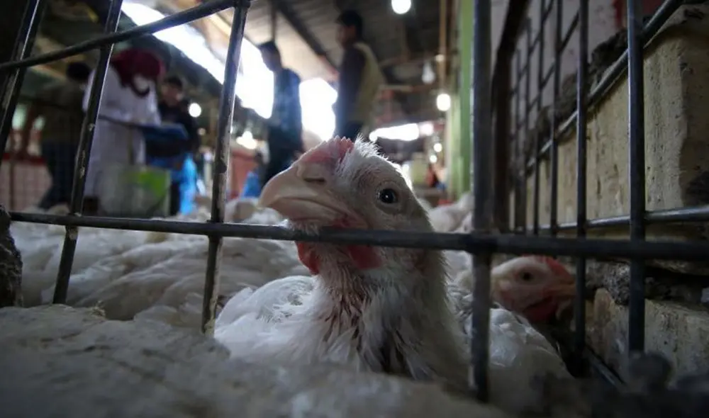 La influenza aviar H5N1 es altamente letal en especies domésticas. Foto: AFP La influenza aviar H5N1 es altamente letal en especies domésticas. Foto: AFP
