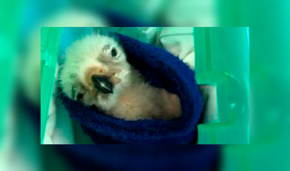 Algunos polluelos se enfermaban o morían. Algunos polluelos se enfermaban o morían.