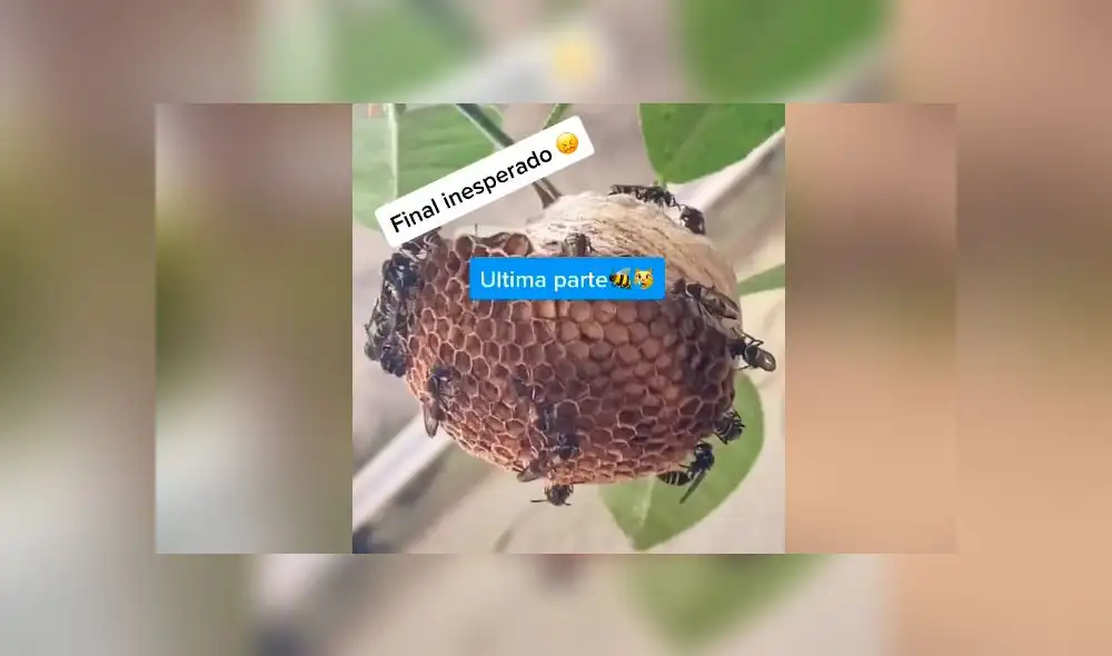 Desliza las imágenes para ver todo el proceso que realizan un grupo de avispas para hacer su panal. Foto: AbiAbi/TikTok Desliza las imágenes para ver todo el proceso que realizan un grupo de avispas para hacer su panal. Foto: AbiAbi/TikTok