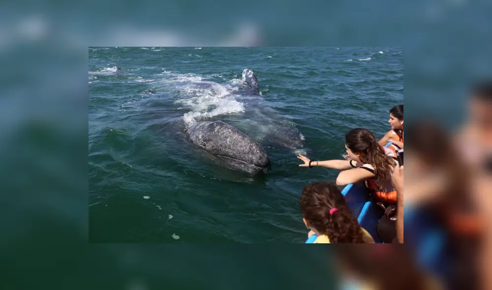 Avistamiento de ballenas en Máncora Avistamiento de ballenas en Máncora