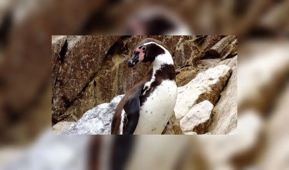  ¡Pingüino a la vista! : Mejor no te acerques