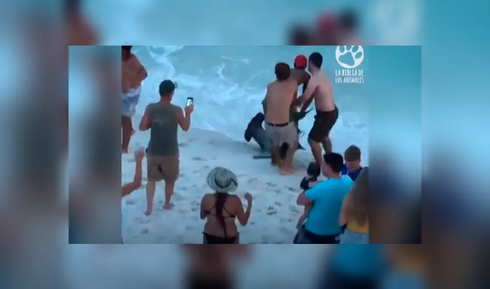 El video viral de YouTube registró el osado plan que hizo un grupo de bañistas para rescatar a un tiburón martillo. El video viral de YouTube registró el osado plan que hizo un grupo de bañistas para rescatar a un tiburón martillo.