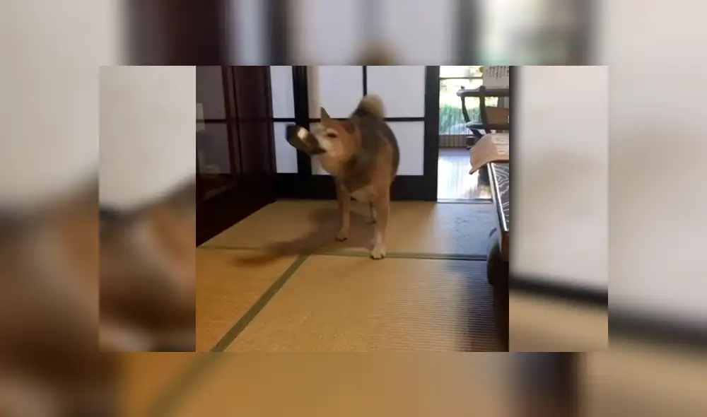 Facebook viral: perro reacciona con violencia porque sus amor no servían sus alimentos [VIDEO]