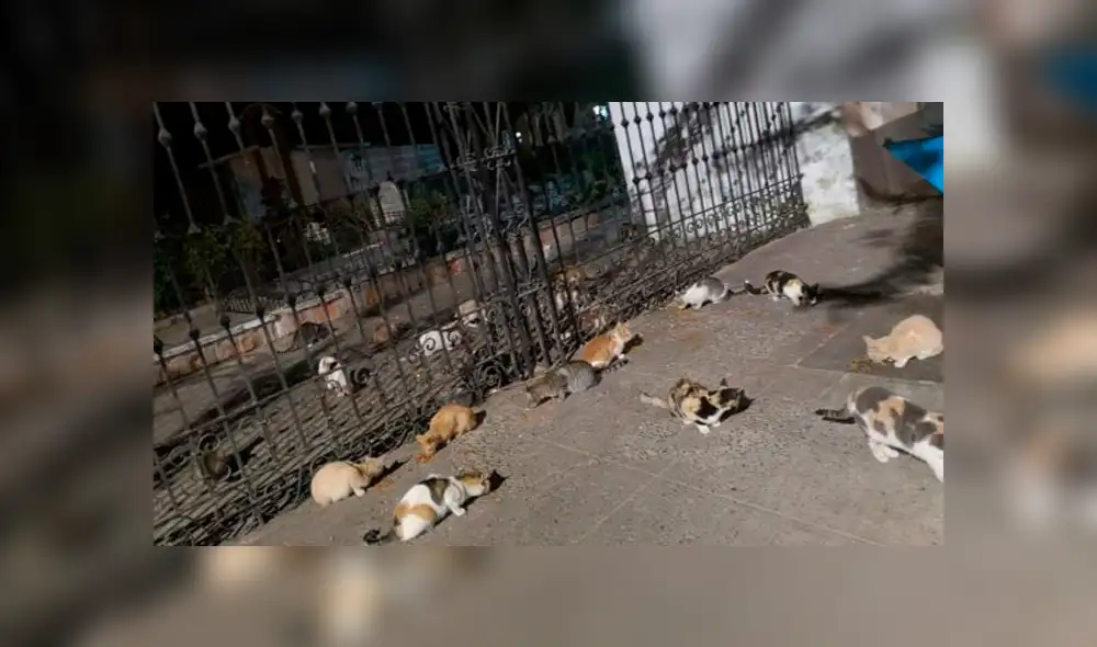 Al menos 30 gatos adultos sobreviven en cementerio de Piura tras ser abandonados. Foto: El Tiempo