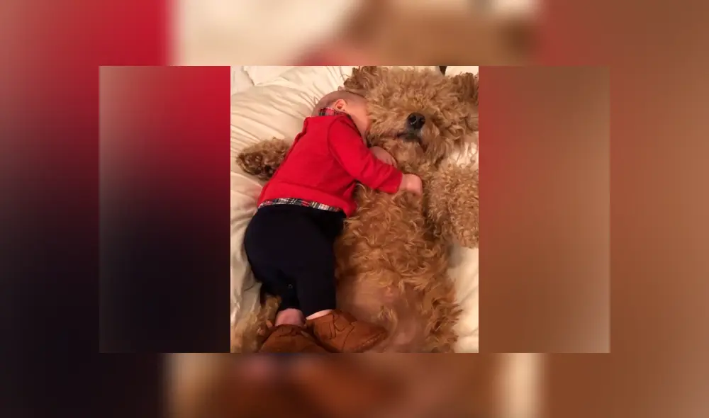 Desliza las imágenes hacia la izquierda para apreciar la conmovedora escena que protagonizó un bebé junto a su mascota.