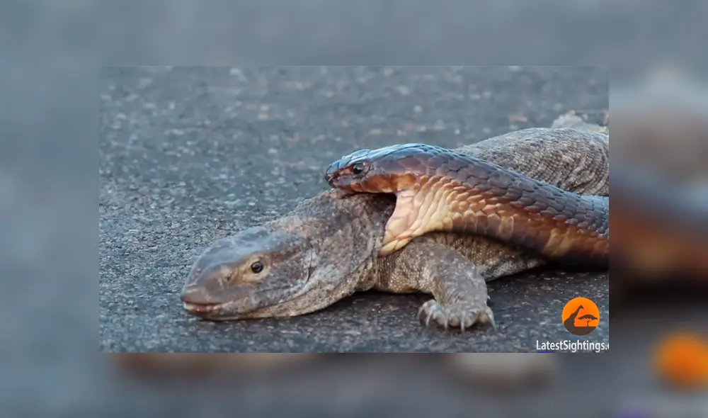 Graban a feroz cobra intentando matar a dragón de komodo de la forma más terrorífica [VIDEO]