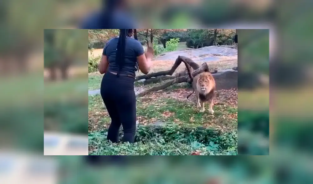 En Facebook, una mujer visitó un zoológico y tuvo una acción imprudente al ingresar a un santuario de leones. En Facebook, una mujer visitó un zoológico y tuvo una acción imprudente al ingresar a un santuario de leones.