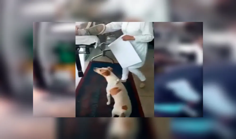 En Facebook, un perro conmovió con su reacción al mantenerse junto a su dueño en los momentos difíciles. En Facebook, un perro conmovió con su reacción al mantenerse junto a su dueño en los momentos difíciles.
