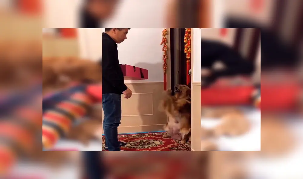 Facebook viral: perrita sufre y ruega a su dueño que no le quite a sus crías [VIDEO]  