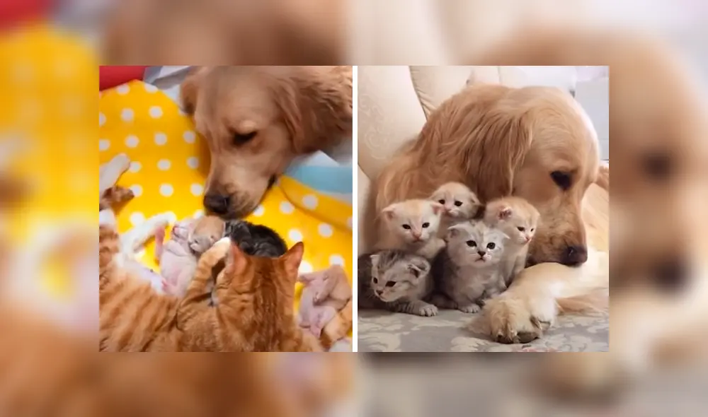 Desliza la imagen de Facebook para ver todas las imágenes. Desliza la imagen de Facebook para ver todas las imágenes.