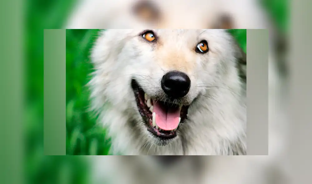 YouTube viral: ni para aullar se levanta esta loba denominada 'la más perezosa del mundo' [VIDEO]