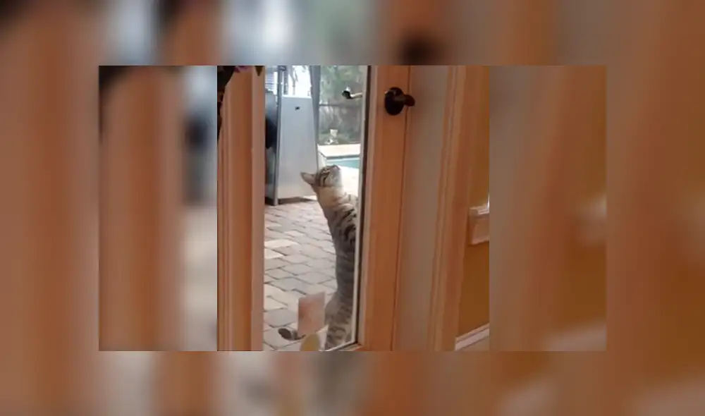 En YouTube, un travieso gato utilizó sus patas delanteras para mover la manija e ingresar a su casa a escondidas. En YouTube, un travieso gato utilizó sus patas delanteras para mover la manija e ingresar a su casa a escondidas.
