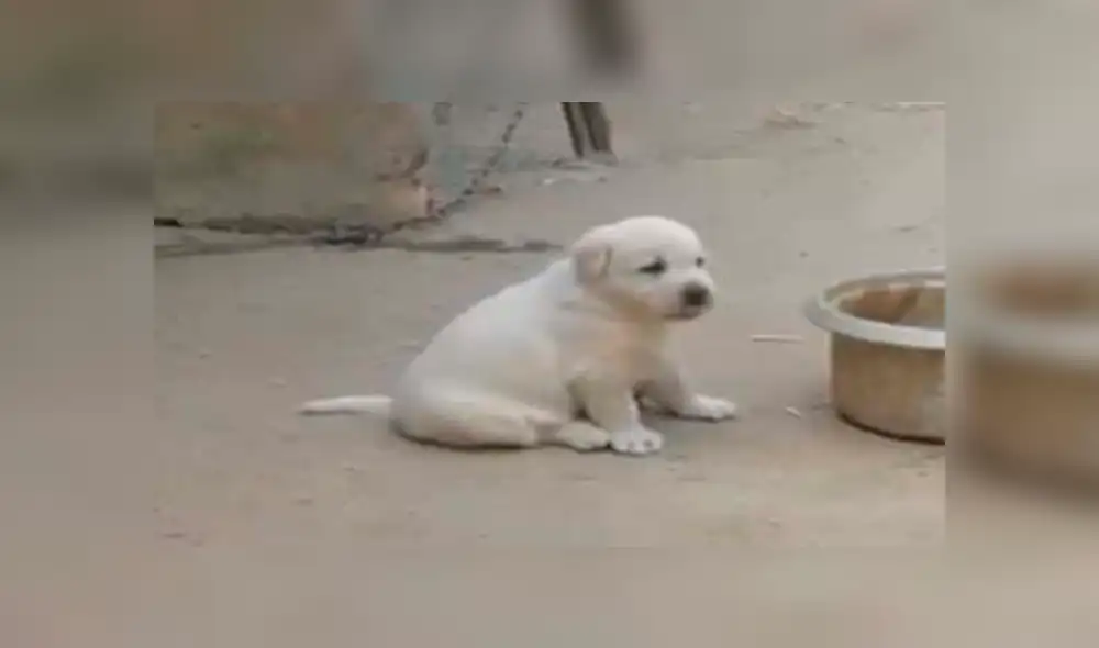 YouTube viral: perro aprende a cacarear como gallinas tras pasar semanas a su lado [VIDEO]