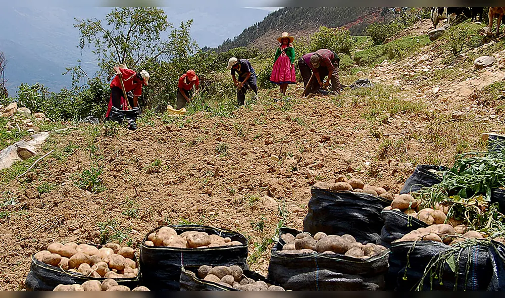 Informalidad. Es alta en agricultura, minería y pesca.