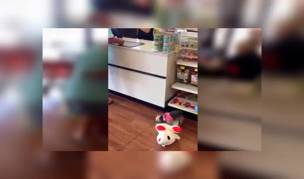 Desliza las imágenes hacia la izquierda para conocer el amoroso comportamiento de una perrita cuando recibe un regalo.