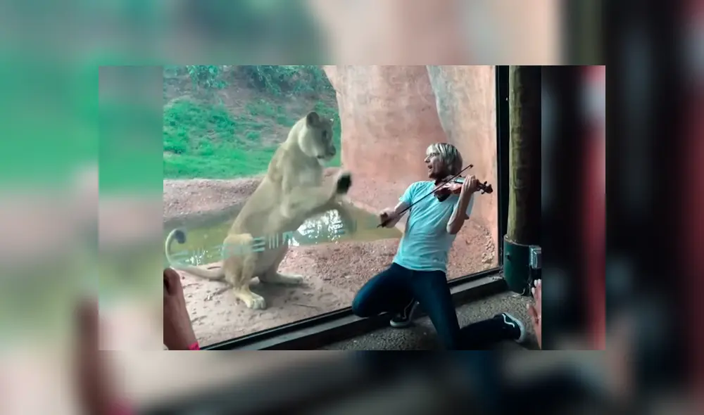 Vía YouTube. Músico visitó recinto de leones en zoológico para darles una “serenata”, sin imaginar la curiosa conducta que tendría una de las feroces leonas