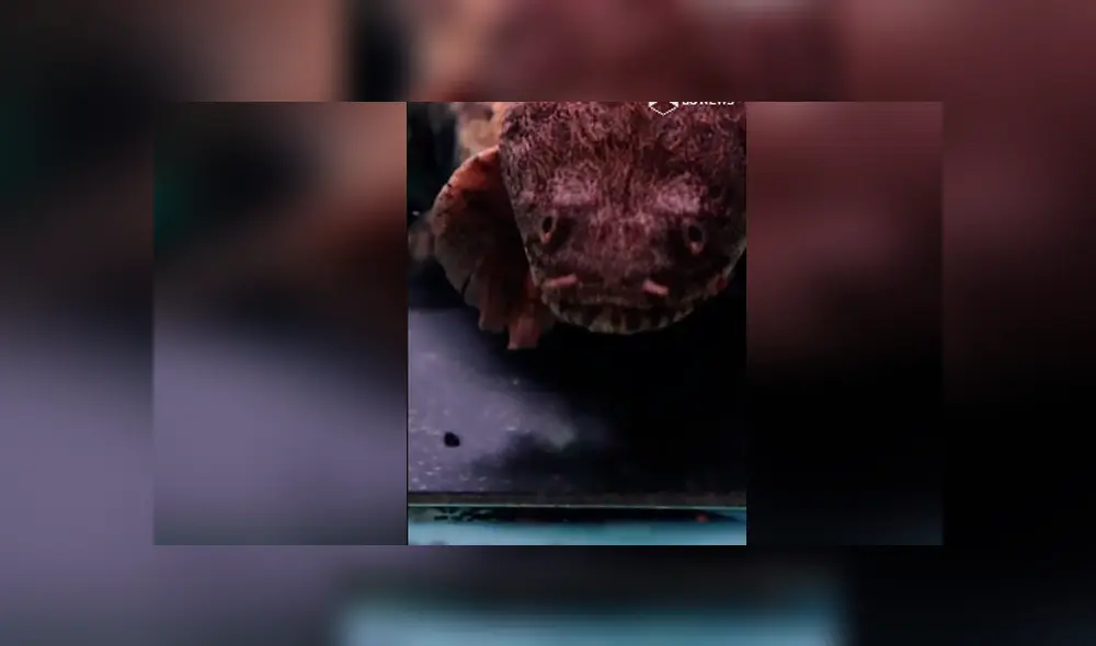 Desliza hacia la izquierda para ver al misterioso pez que se ha vuelto viral en Facebook. Desliza hacia la izquierda para ver al misterioso pez que se ha vuelto viral en Facebook.