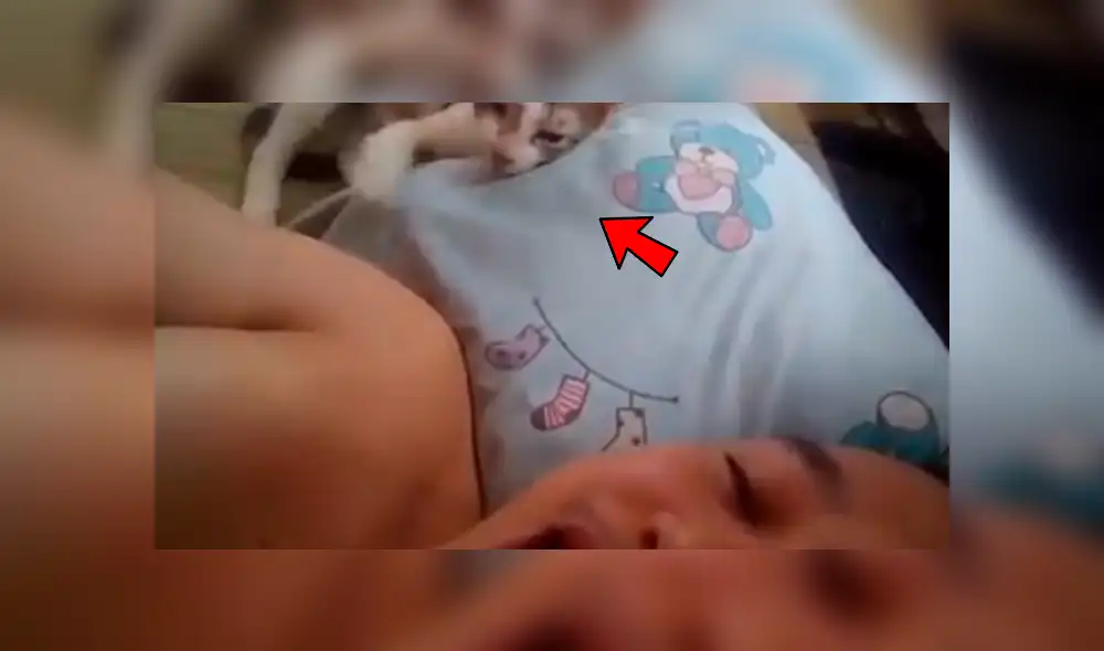 Facebook: joven desafinado le canta a su gato para que no duerma y este reacciona de forma inesperada [VIDEO]