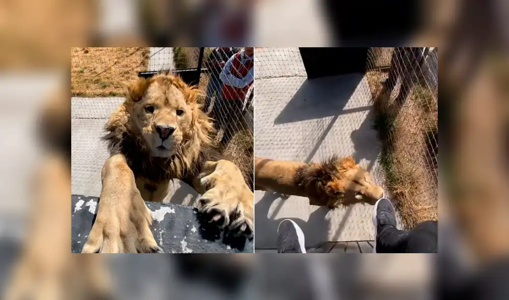 Desliza hacia la izquierda para ver la efusiva reacción del león con su amo que se volvió viral en Facebook.