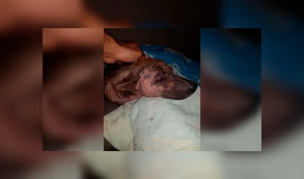 Desliza para ver cómo luce actualmente este perro que conmovió a todos en Facebook. Foto: Captura.