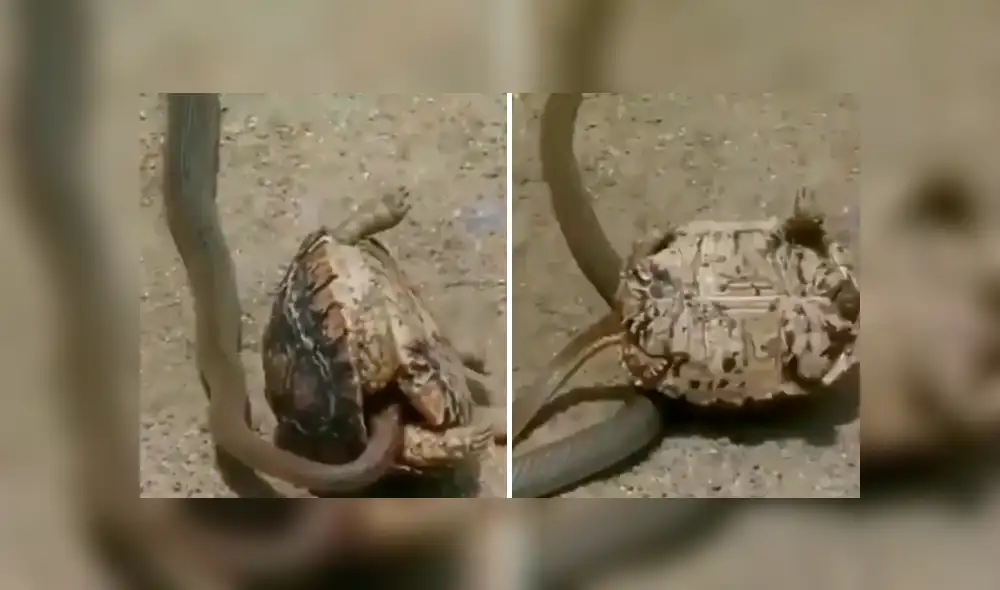 La serpiente quedó atrapada en una mortal trampa, tras intentar atacar a la tortuga. Foto: captura