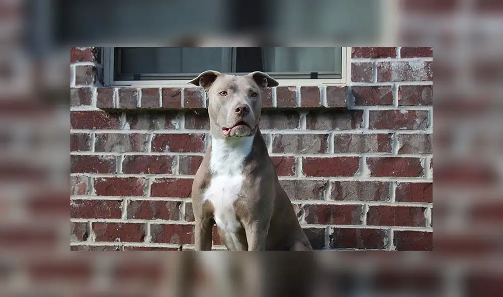 Rusia: pitbull destruye su bozal para salvar a niña del ataque de un pederasta