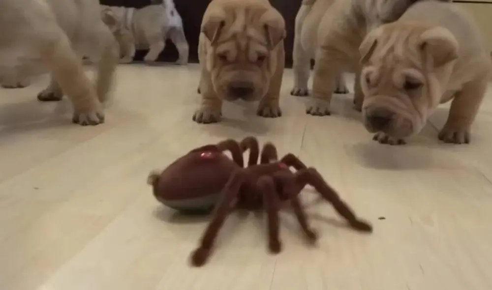 Los cachorros reaccionaron de distintas maneras. Foto: YouTube/Captura/Rumble Viral