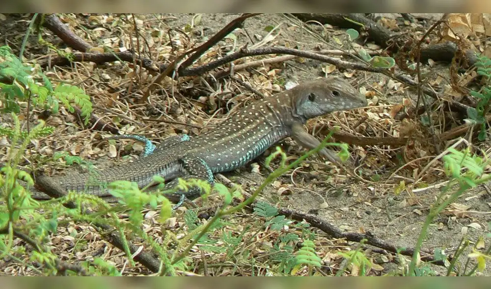 La Libertad: cultivarán algarrobo para proteger reptil viruñero 